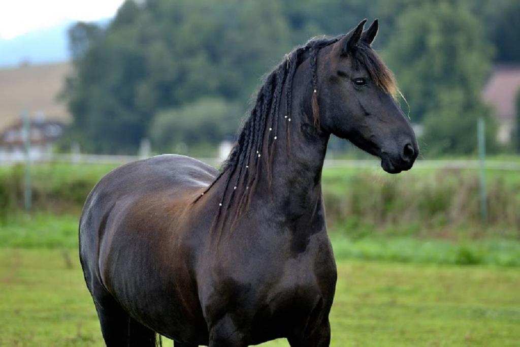 Penzion Jizdarna Hejtmankovice بروموف المظهر الخارجي الصورة